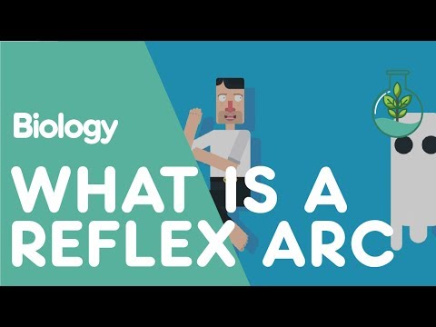 How does a reflex action work?