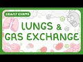 GCSE Biology - The Lungs & Gas Exchange (2026/27 exams)