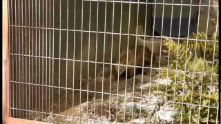 アカハナグマのイナバウアー！？　Southern coati Ina Bauer !?