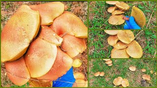 กรี๊ดป่าแตก💥เจอเห็ดผึ้งริมทาง หลายโพดโพ🍄Funghi Porcini