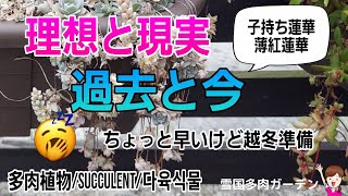 子持ち蓮華/理想と現実・過去と今　2024年10月12日　#今日の多肉事 　＃Succulent　＃雪国で育てる多肉