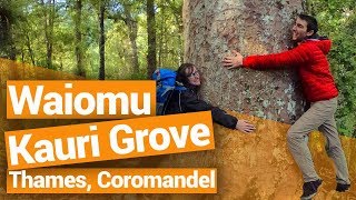 🌳 Waiomu Kauri Grove, Coromandel – New Zealand’s Biggest Gap Year – Backpacker Guide New Zealand