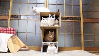 かご猫 x  3階建て　Box and cat　2014#15