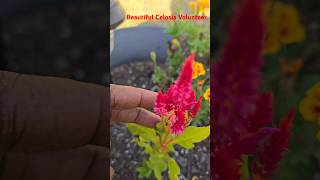 My Volunteer Beautiful Celosia Plant. #beautiful #gardening #viralvideo #flowers #plants #celosia