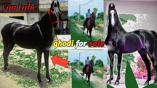 ਬਹੁਤ ਸੁੰਦਰ ਘੋੜੀ for sale ਜੈਜ਼ ਰੇਟ ਕਰਲੋ ਸੰਪਰਕ #horselover #channelsubscribe @surjeetbhupal296