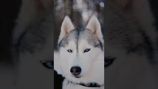 🐺🐺wolf🐺🐺#wolf #wolfoo #wolfenstein #wolfteam #wolfooworld #wolfpack #wolfgaming27 #wolfgaming #short