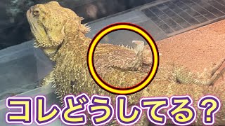 【フトアゴヒゲトカゲ】飼育120 脱皮中の皮コレどうしてる？