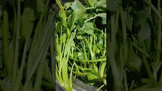 ఆడవారు తప్పకుండ తినాల్సిన కూర#chukka kura#reduce cancer #food #healthyfood