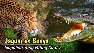 Merinding !!! Pertarungan Jaguar vs Buaya