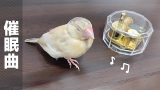 沒想到聽了音樂盒 文鳥暖暖會這樣子! | 暖茶文鳥町