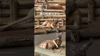 休日のお父さん カンガルー【多摩動物公園】#Shorts かわいい寝かた 座るカンガルーさん Kangaroos Japan Zoo