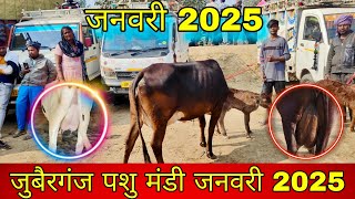 जुबैर गंज पशु बाजार ताजा वीडियो जनवरी 2025। juberganj pasu bajar 2025.