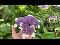 hydrangea aspera gondozása és igényei