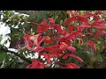 amherstia nobilis pride of burma