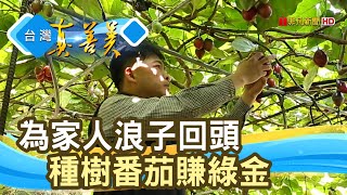 浪子種“樹番茄”賺綠金｜春霖山園｜【台灣真善美】2021.05.02