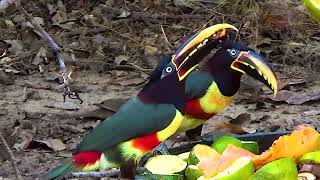 Chestnut eared Aracari  Pteroglossus castanotis