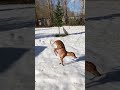 pets reacting to first snow🥶😂