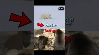 Epic Showdown: Polar Bear Takes On Black Bear! 😱👊#shorts  #animals