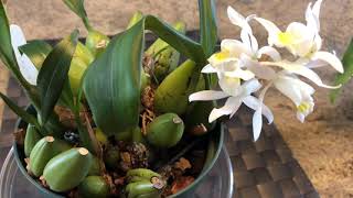 FernCrafts: Coelogyne in bloom \u0026 Giveway Winner!! -Dec, 2018