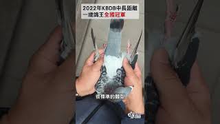 【名鴿欣賞】22-KBDB中長距離一歲鴿王全國冠軍丨B21-6032716 樂天丨尼克\u0026羅傑.泰斯