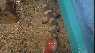 鯊魚觸摸-鳥羽水族館.mp4