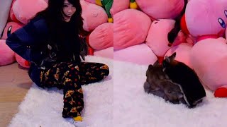 Emiru S Coomer Rabbits