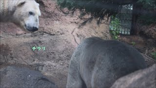 20210507 ゴーゴとジャンブイ＆ツヨシ 声響いた日 ジャンブイの目  in  ズーラシア Polar Bears