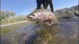 Fly Fishing the Missouri River 2021