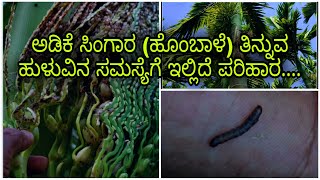 Solution for Arecanut inflorescence caterpillar | ಅಡಿಕೆ ಸಿಂಗಾರ (ಹೊಂಬಾಳೆ) ತಿನ್ನುವ ಹುಳು ಹತೋಟಿ ಕ್ರಮಗಳು