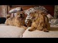 norwich terrier mother and son play and talk