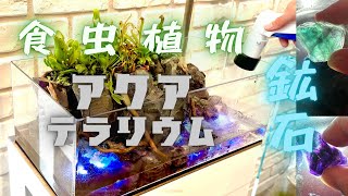 【食虫植物×アクアリウム×鉱石レイアウト】食虫植物のアクアテラリウムを作ってみた。【carnivorous \u0026 aquarium terrarium \u0026 amethyst tank set up】