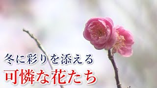 チューリップも！？冬に咲く個性派ぞろいの花たち