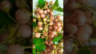 banka pandu/lasora fruit/ health benefits fruit