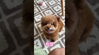 心事全在耳朵上，看看多多的「動耳神功」 #王多多 #pets #搞笑