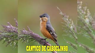 CÂNTICO DE CABOCLINHO 🐤 🐤 🐥 🐥