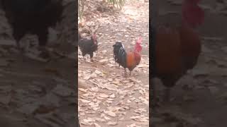 சித்தப்பா வான்கோழிக்கு எத்தனை கால்?🐔🐓🐔