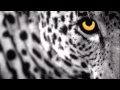 Minilogue - The Leopard (Extrawelt Remix) [HD]