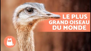 10 CURIOSITÉS sur les AUTRUCHES 🪶 Elles pèsent 160 kg ? Elles pondent des œufs GÉANTS ?