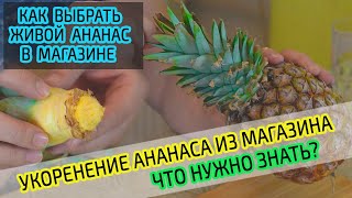 Укоренение коронки ананаса из магазина дома. Как выбрать ананас и размножить. Подробно! Часть 1.