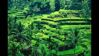 Video Background Pemandangan Alam Sawah \u0026 Pegunungan Video Aesthetic Alam   Video Cinematic Alam