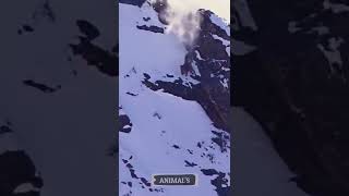 Snow leopard falls off cliff to hunt #shorts #ytshort #youtubeshorts #animal #wildlife #snow_Leopard