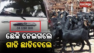 Shocking! Looters Decamp With 20 Goats In Ganjam, Leave Behind SUV