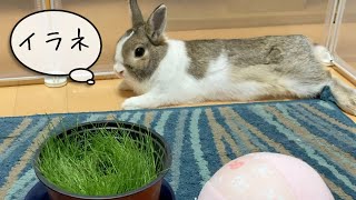 プレゼントを全然気に入ってくれないうさぎさん Rabbit doesn't like my present at all [#34]