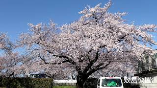 前橋市の敷島公園・前橋公園辺りの桜の4K動画を作りました。　2021年