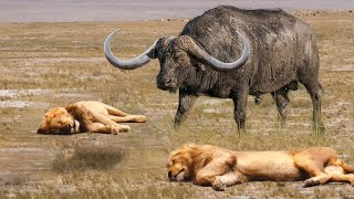 Too Unlucky! While Hunting, The Lion Was Counterattacked By The Buffalo And Ran Away.