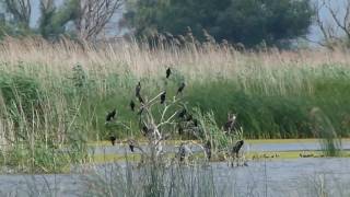 Бакланы большие и малые (Phalacrocorax carbo et P. pygmaeus)