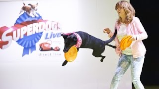 AMAZING UK FRISBEE DOG BETSY