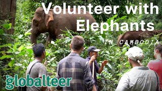 Volunteer with Elephants in Cambodia: A day in the Life