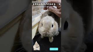 【かわいいうさぎ】うさぎのおもち #rabbit #もふもふうさぎ #うさぎ #bunny #癒し #ペット