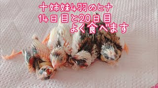 十姉妹4羽のヒナ14日目と20日目のさし餌とにかくよく食べます🐥🐥🐥🐥